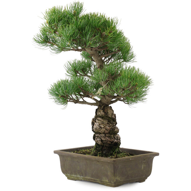 Pinus parviflora, 44,5 cm, ± 20 anni