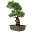 Pinus parviflora, 44,5 cm, ± 20 jaar oud