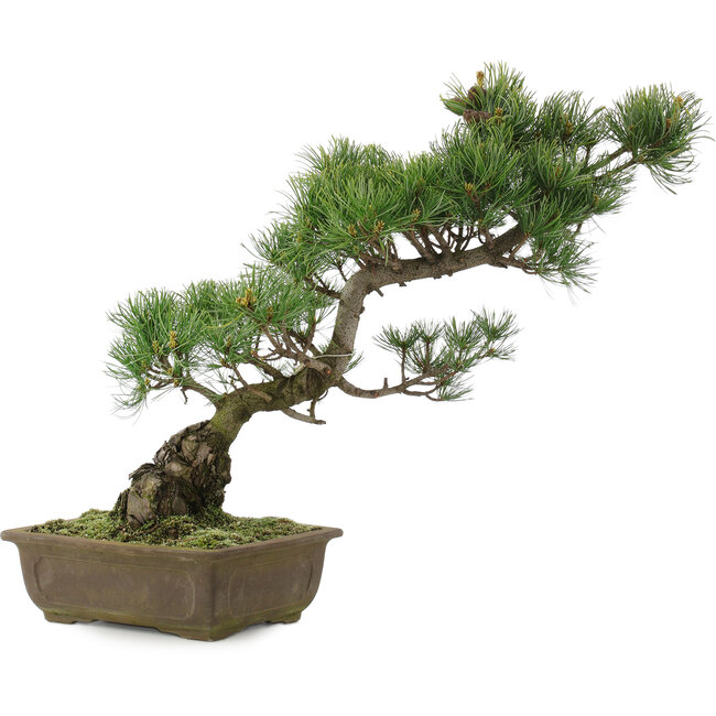 Pinus parviflora, 44 cm, ± 20 years old