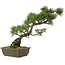 Pinus parviflora, 44 cm, ± 20 jaar oud