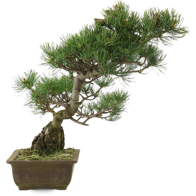 Pinus parviflora, 44 cm, ± 20 años