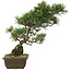 Pinus parviflora, 44 cm, ± 20 jaar oud