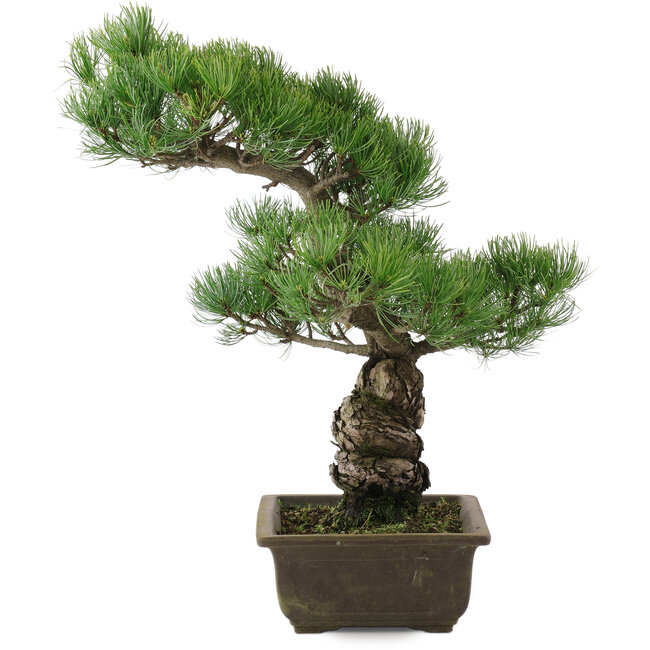 Pinus parviflora, 44,5 cm, ± 20 jaar oud