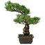 Pinus parviflora, 44,5 cm, ± 20 Jahre alt
