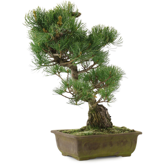 Pinus parviflora, 44 cm, ± 20 jaar oud