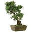 Pinus parviflora, 44 cm, ± 20 Jahre alt