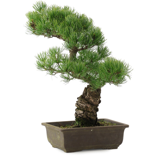 Pinus parviflora, 44,5 cm, ± 20 anni