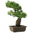 Pinus parviflora, 44,5 cm, ± 20 jaar oud