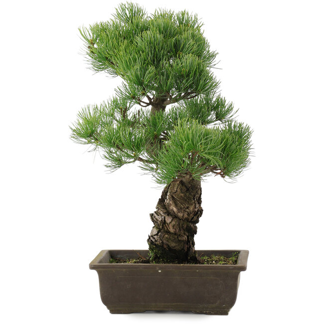 Pinus parviflora, 44,5 cm, ± 20 años