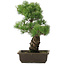 Pinus parviflora, 44,5 cm, ± 20 jaar oud