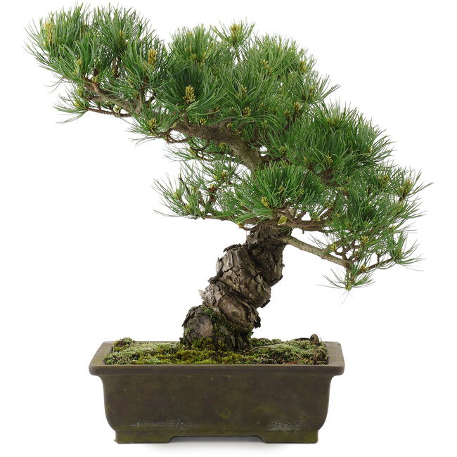 Pinus parviflora, 35,5 cm, ± 20 jaar oud