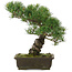 Pinus parviflora, 35,5 cm, ± 20 jaar oud