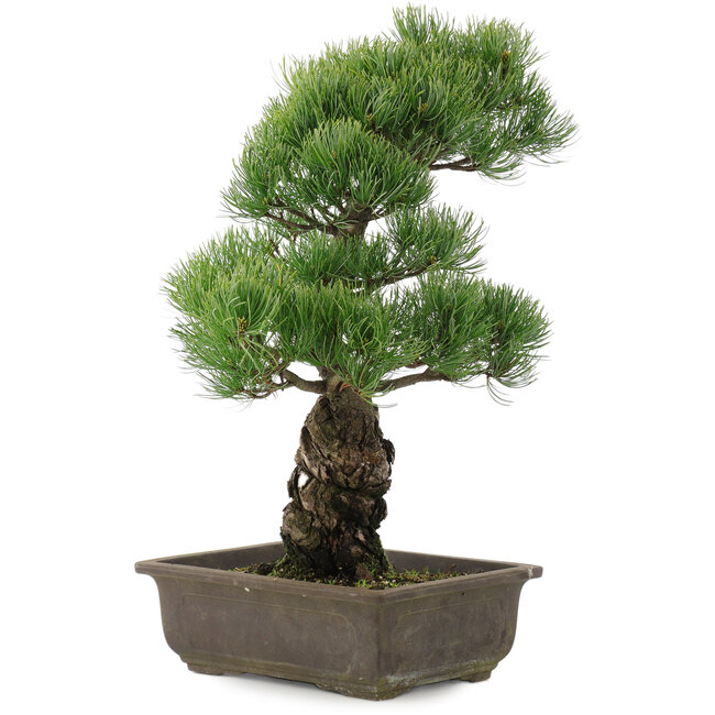 Pinus parviflora, 44,5 cm, ± 20 ans