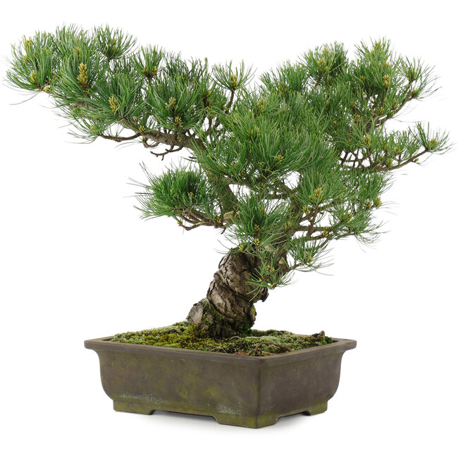 Pinus parviflora, 35,5 cm, ± 20 jaar oud