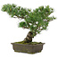 Pinus parviflora, 35,5 cm, ± 20 jaar oud