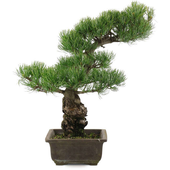 Pinus parviflora, 44,5 cm, ± 20 anni