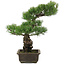 Pinus parviflora, 44,5 cm, ± 20 jaar oud