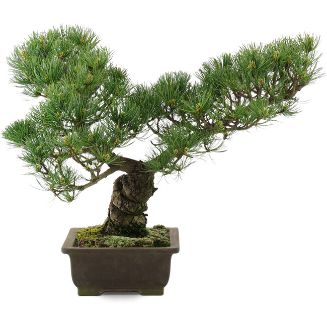 Pinus parviflora, 35,5 cm, ± 20 years old