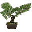 Pinus parviflora, 35,5 cm, ± 20 jaar oud