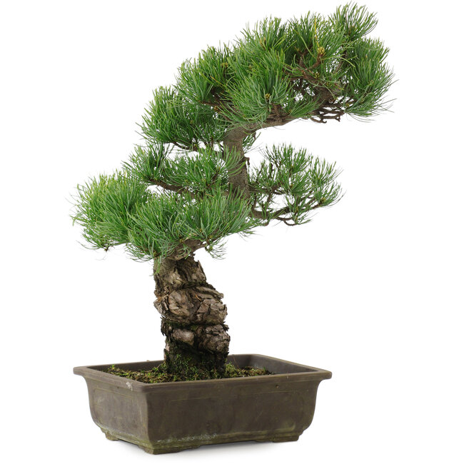 Pinus parviflora, 44,5 cm, ± 20 años