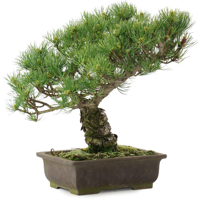 Pinus parviflora, 35,5 cm, ± 20 años