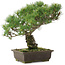 Pinus parviflora, 35,5 cm, ± 20 jaar oud