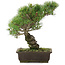 Pinus parviflora, 35,5 cm, ± 20 jaar oud
