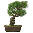 Pinus parviflora, 38 cm, ± 20 years old