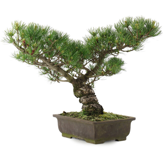 Pinus parviflora, 35,5 cm, ± 20 jaar oud