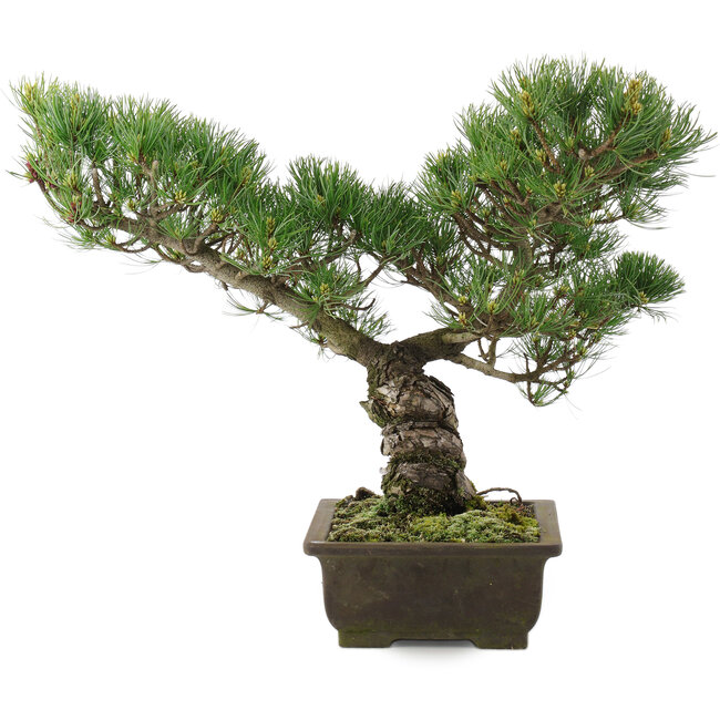 Pinus parviflora, 35,5 cm, ± 20 Jahre alt