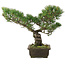 Pinus parviflora, 35,5 cm, ± 20 years old