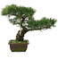 Pinus parviflora, 38 cm, ± 20 years old
