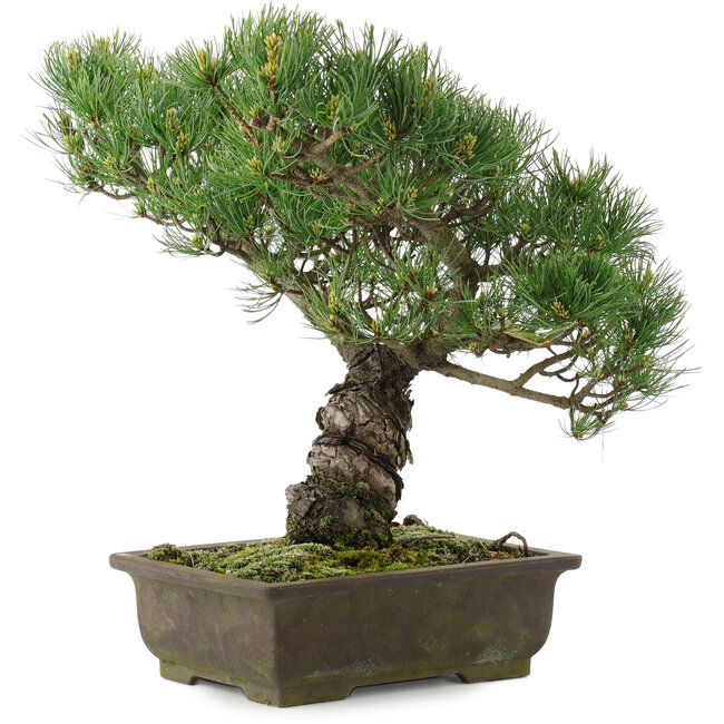Pinus parviflora, 35,5 cm, ± 20 jaar oud