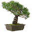 Pinus parviflora, 35,5 cm, ± 20 years old