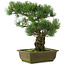Pinus parviflora, 38 cm, ± 20 years old