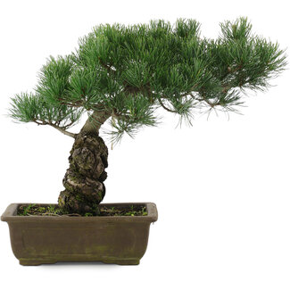 Pinus parviflora, 32,5 cm, ± 20 jaar oud