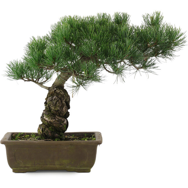 Pinus parviflora, 32,5 cm, ± 20 jaar oud