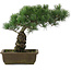 Pinus parviflora, 32,5 cm, ± 20 jaar oud