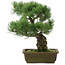 Pinus parviflora, 38 cm, ± 20 ans