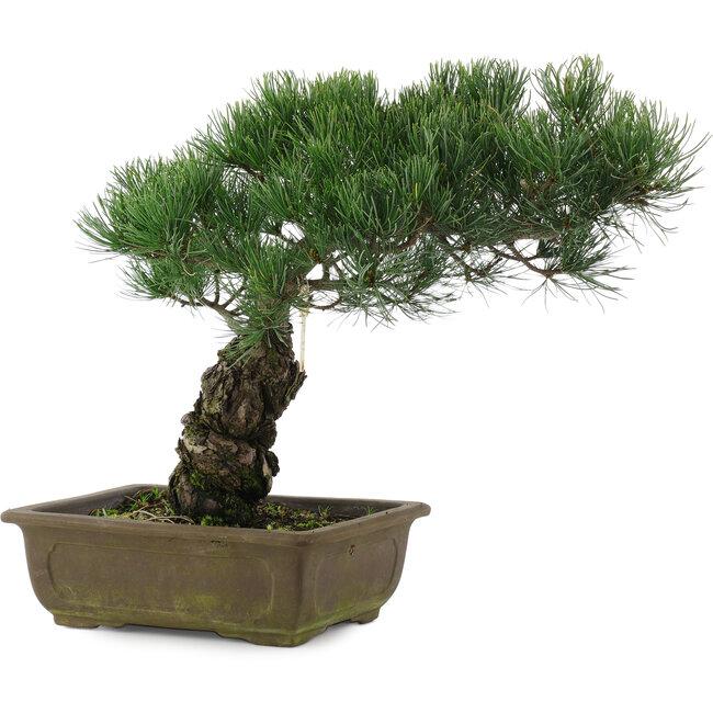 Pinus parviflora, 32,5 cm, ± 20 years old