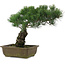 Pinus parviflora, 32,5 cm, ± 20 years old