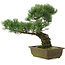Pinus parviflora, 38 cm, ± 20 ans