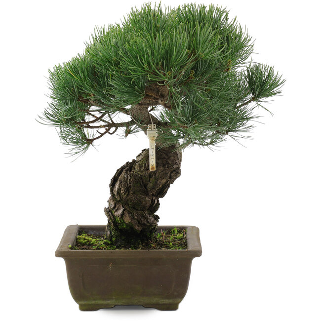 Pinus parviflora, 32,5 cm, ± 20 jaar oud