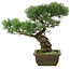 Pinus parviflora, 38 cm, ± 20 years old