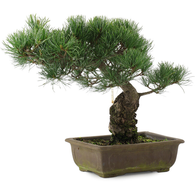 Pinus parviflora, 32,5 cm, ± 20 years old