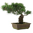 Pinus parviflora, 32,5 cm, ± 20 years old