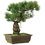 Pinus parviflora, 38 cm, ± 20 ans