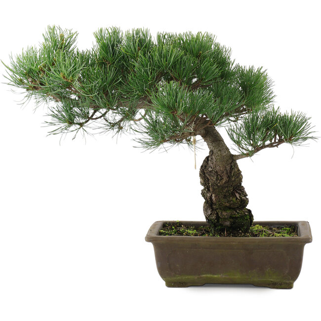 Pinus parviflora, 32,5 cm, ± 20 años