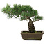 Pinus parviflora, 32,5 cm, ± 20 jaar oud