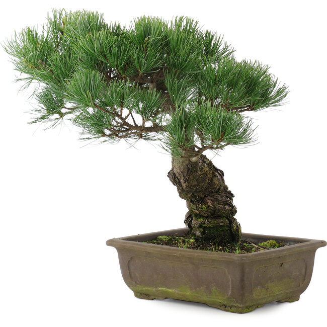 Pinus parviflora, 32,5 cm, ± 20 años